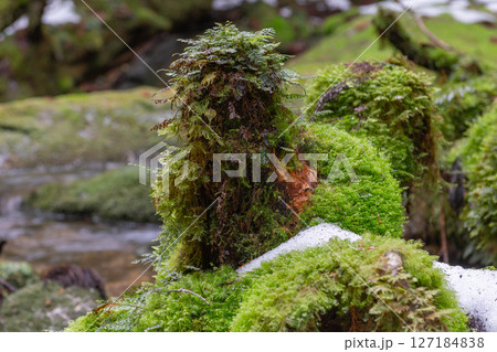 屋久島白谷雲水峡 極寒の苔むす森(2月 屋久島白谷雲水峡 極寒の苔むす森(2月 127184838