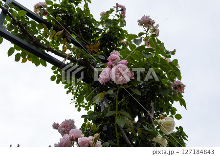 ピンクと白のバラのアーチと角部分 横浜の港の見える丘公園 ピンクと白のバラのアーチと角部分 横浜の港の見える丘公園 127184843