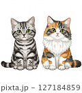 シルバーの猫と三毛猫 127184859