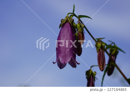 ホタルブクロ ホタルブクロ 127184865