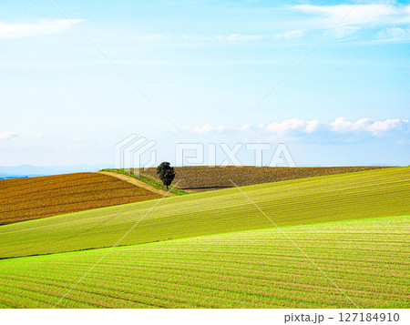シンプルな北海道美瑛の丘の風景 127184910