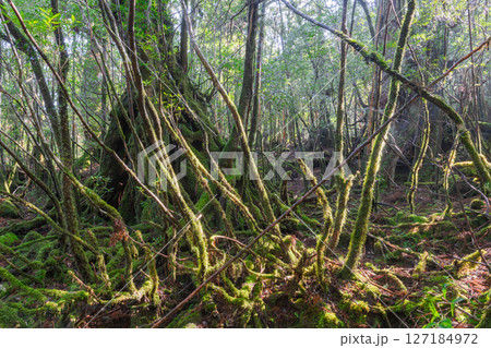 屋久島白谷雲水峡 木漏れ日と神が宿る森(2月 屋久島白谷雲水峡 木漏れ日と神が宿る森(2月 127184972