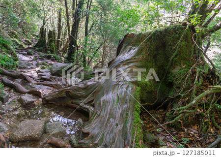 屋久島白谷雲水峡　屋久杉切り株　島の生き証人(2月 127185011