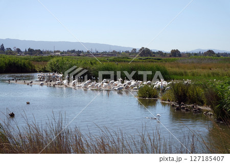 広大な湿地に集うペリカンの大群：自然豊かな水辺の風景 127185407
