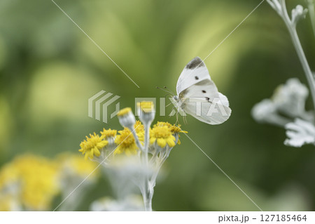 シロタエギクの黄色い花と白い蝶 シロタエギクの黄色い花と白い蝶 127185464