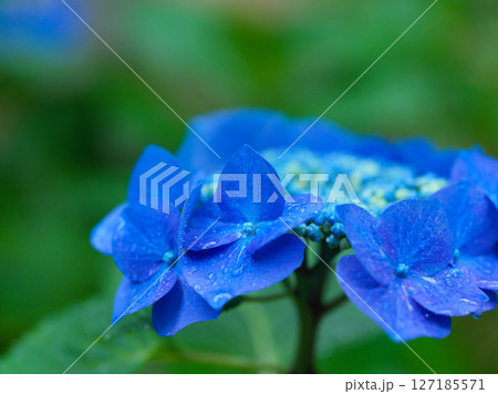 アジサイの花　梅雨イメージ 127185571