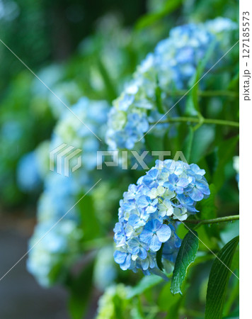アジサイの花 梅雨イメージ アジサイの花 梅雨イメージ 127185573