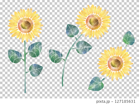 sunflower	 127185631