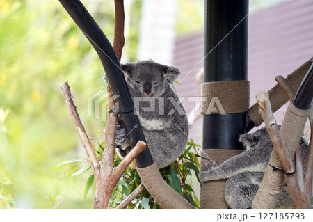 ユーカリの木にぶら下がるコアラ:オーストラリアの愛らしい有袋類 ユーカリの木にぶら下がるコアラ:オーストラリアの愛らしい有袋類 127185793