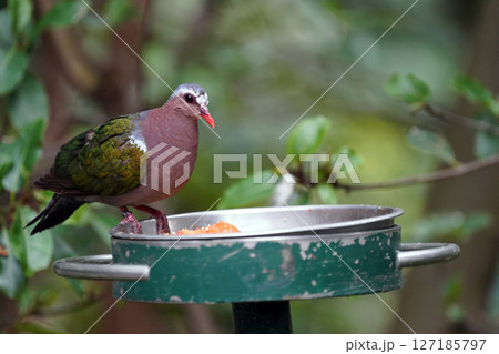 エメラルド色の羽を持つ鳩：静かに佇む美しい鳥の姿 127185797