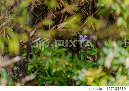 クロチクの間に咲くツルニチニチソウ 127185810