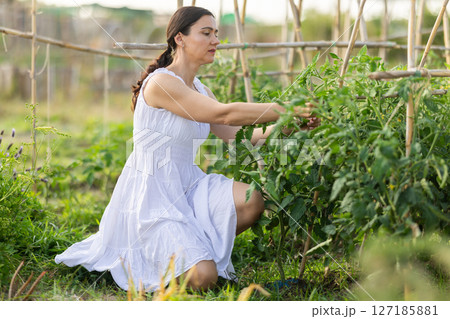 Adult woman caring for plant in garden Adult woman caring for plant in garden 127185881