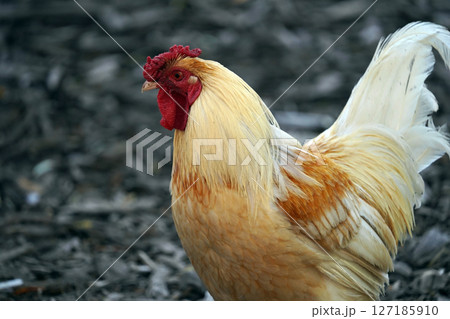 白い羽と赤いとさかが特徴の雄鶏：農場の美しい鳥 127185910