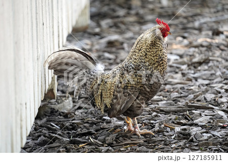 農場を歩く雄鶏：自然な羽の色と力強い足元 127185911