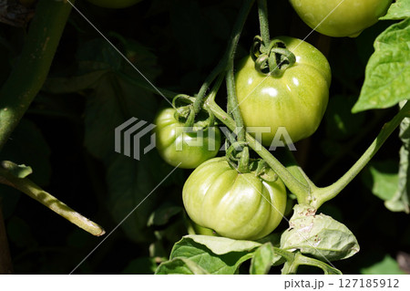 緑豊かな葉陰に実る未熟なトマト:夏の畑の生命力 緑豊かな葉陰に実る未熟なトマト:夏の畑の生命力 127185912