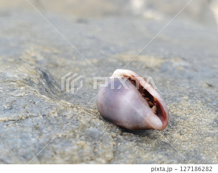 海のイメージ、貝の写真です 127186282