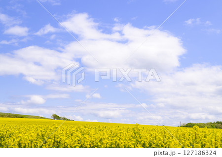 満開の菜の花畑と青空 127186324