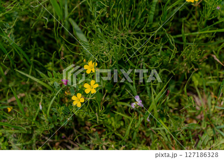 カタバミの花 カタバミの花 127186328