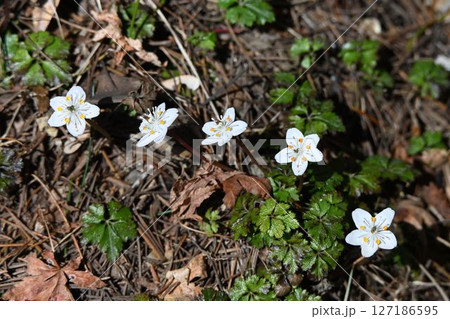 白色の花弁に似た萼片に小さな黄色の花弁の花が並んで咲いている姿が可愛いバイカオウレン 白色の花弁に似た萼片に小さな黄色の花弁の花が並んで咲いている姿が可愛いバイカオウレン 127186595