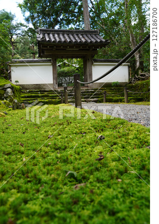 京都地蔵院の境内の風景 京都地蔵院の境内の風景 127186700