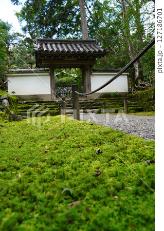 京都地蔵院の境内の風景 京都地蔵院の境内の風景 127186701