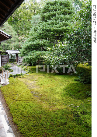 京都地蔵院の境内の風景 京都地蔵院の境内の風景 127186712
