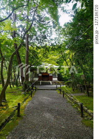 京都地蔵院の境内の風景 127186720