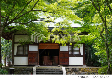 京都地蔵院の境内の風景 京都地蔵院の境内の風景 127186722