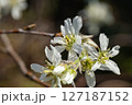 ジューンベリーの白い花 127187152
