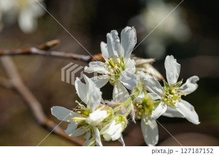 ジューンベリーの白い花 127187152