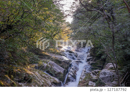 屋久島白谷雲水峡　木漏れ日と飛流落とし(2月 127187792