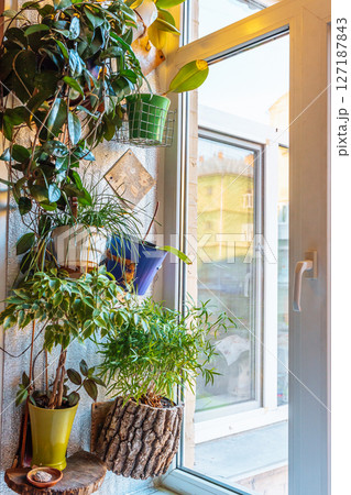 Greenhouse plants in flowerpot on windowsill 127187843