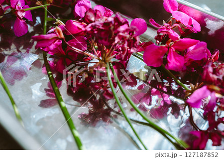 Herbarium dried flowers of geranium pelargonium 127187852