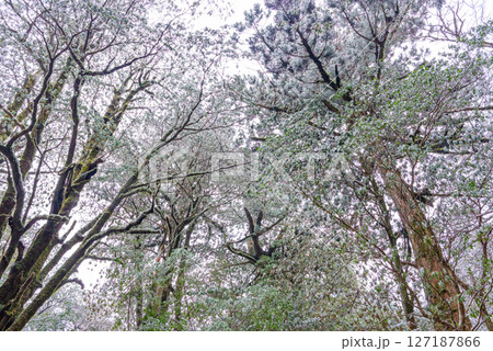 屋久島白谷雲水峡 極寒の神が宿る木々(冬 屋久島白谷雲水峡 極寒の神が宿る木々(冬 127187866