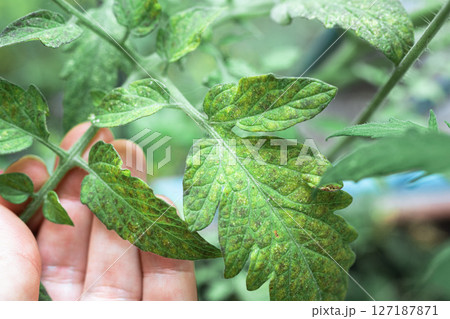 Growing tomatoes, care, treatment of plant diseases 127187871