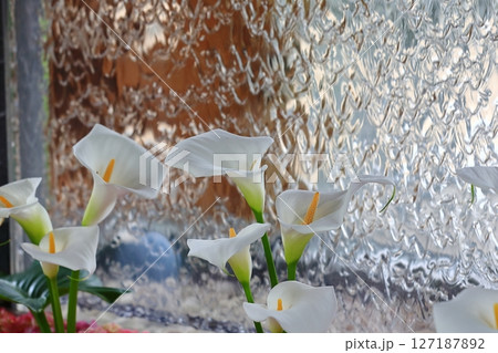 御手水に咲くカラーの花 127187892