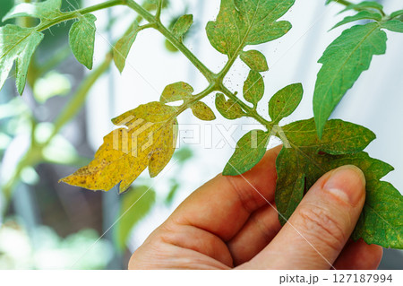 Tomato leaves affected by spider mites and aphids 127187994