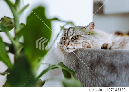 domestic cat sleeping on cat tree scratching post domestic cat sleeping on cat tree scratching post 127188133