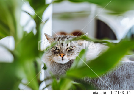 domestic cat sleeping on cat tree scratching post 127188134