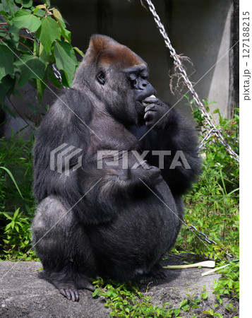 玉ネギを食べるゴリラ 玉ネギを食べるゴリラ 127188215