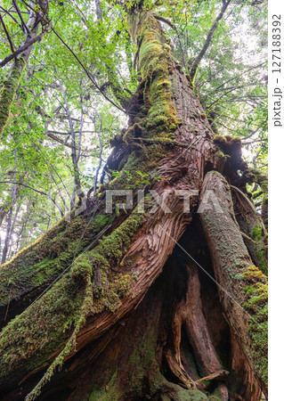 屋久島白谷雲水峡　神が宿る屋久杉(2月 127188392