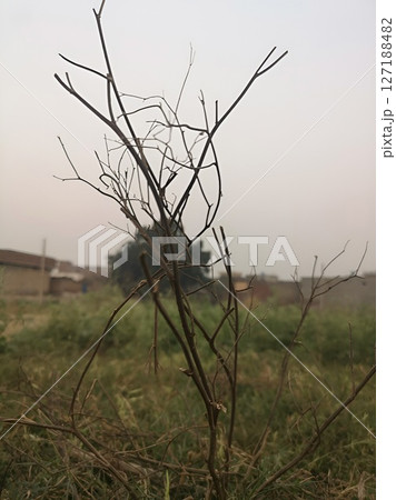 Barren Winter Branches Rural Landscape Photography 127188482