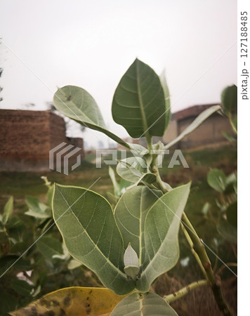 CloseUp of Calotropis Procera Leaves Desert Plant Photography 127188485