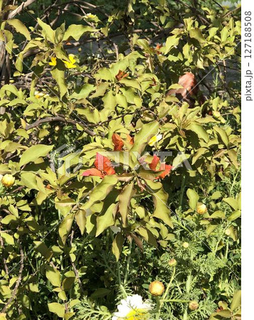 Vibrant Pomegranate Bush Lush Foliage Ripe Fruit Detailed View Vibrant Pomegranate Bush Lush Foliage Ripe Fruit Detailed View 127188508