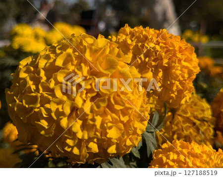 Vibrant Yellow Marigold Flowers CloseUp 127188519