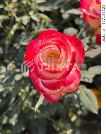 Stunning TwoTone Rose Vibrant Red and Cream Bloom 127188523