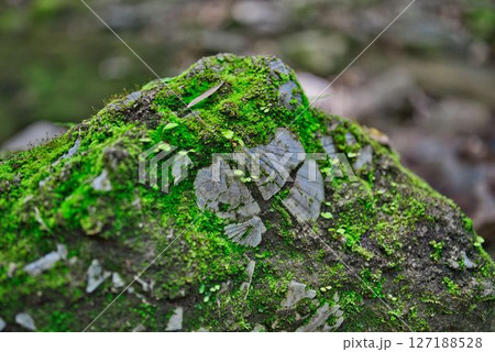伊尾木洞の化石 伊尾木洞の化石 127188528