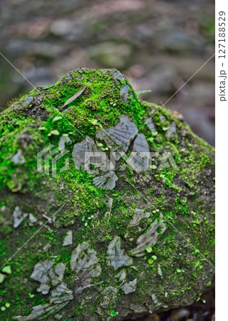 伊尾木洞の化石 127188529