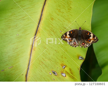Female Blue Pansy Butterfly on tree plant leaf with natural green background, The pattern resembles orange eyes on the black and blue and purple and yellow wing Female Blue Pansy Butterfly on tree plant leaf with natural green background, The pattern resembles orange eyes on the black and blue and purple and yellow wing 127188601