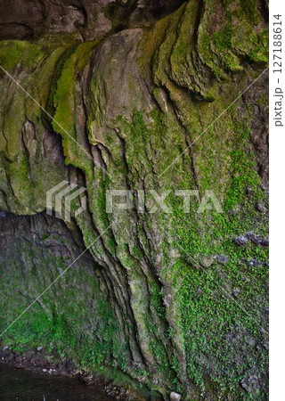 伊尾木洞 127188614